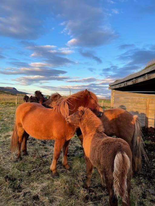 Kloepp Lodge - Snaefellsnes Peninsula Stykkishólmur Eksteriør bilde