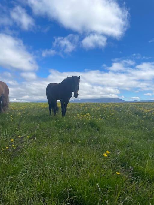 Kloepp Lodge - Snaefellsnes Peninsula Stykkishólmur Eksteriør bilde
